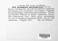 Graphiothecium phyllogenum image